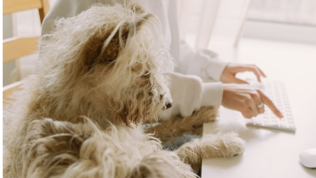 animal therapy